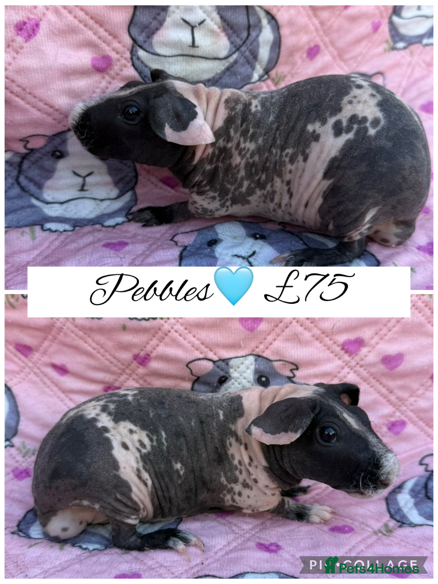 Guinea Pig rodents Male/Female guinea pigs  - Advert 13