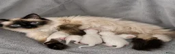 Ragdoll cats for sale: Sweet Ragdoll Kittens Looking for Loving Families  - Advert 32