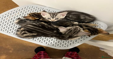Bengal cats - Advert 10