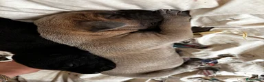 Great Dane 5