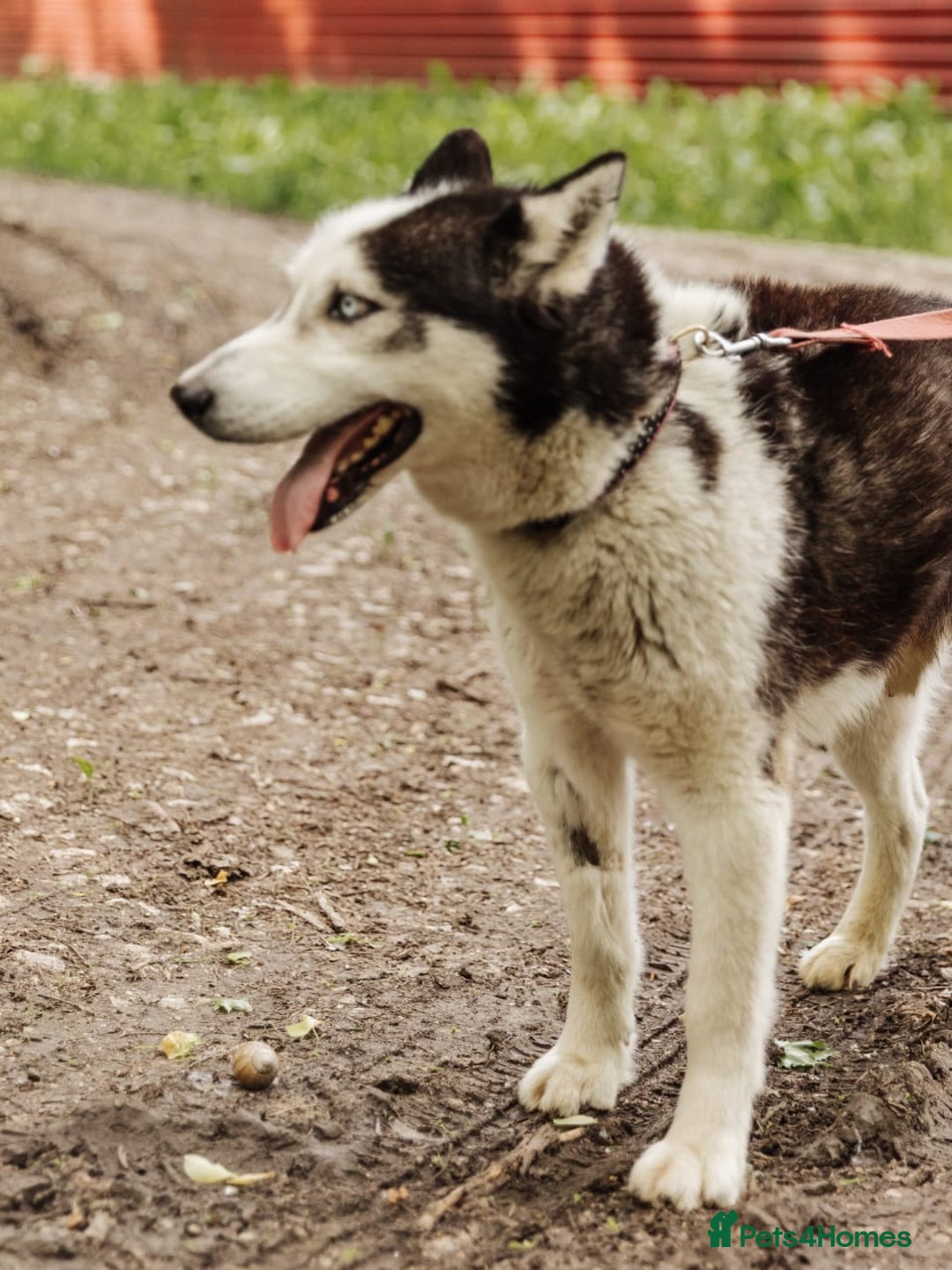Siberian Husky dogs for adoption: 💙🐶 HASAN 🐶💙 - Image 17