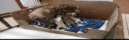 Whippet dogs for sale: Quality kc registered whippet puppies - Advert 1