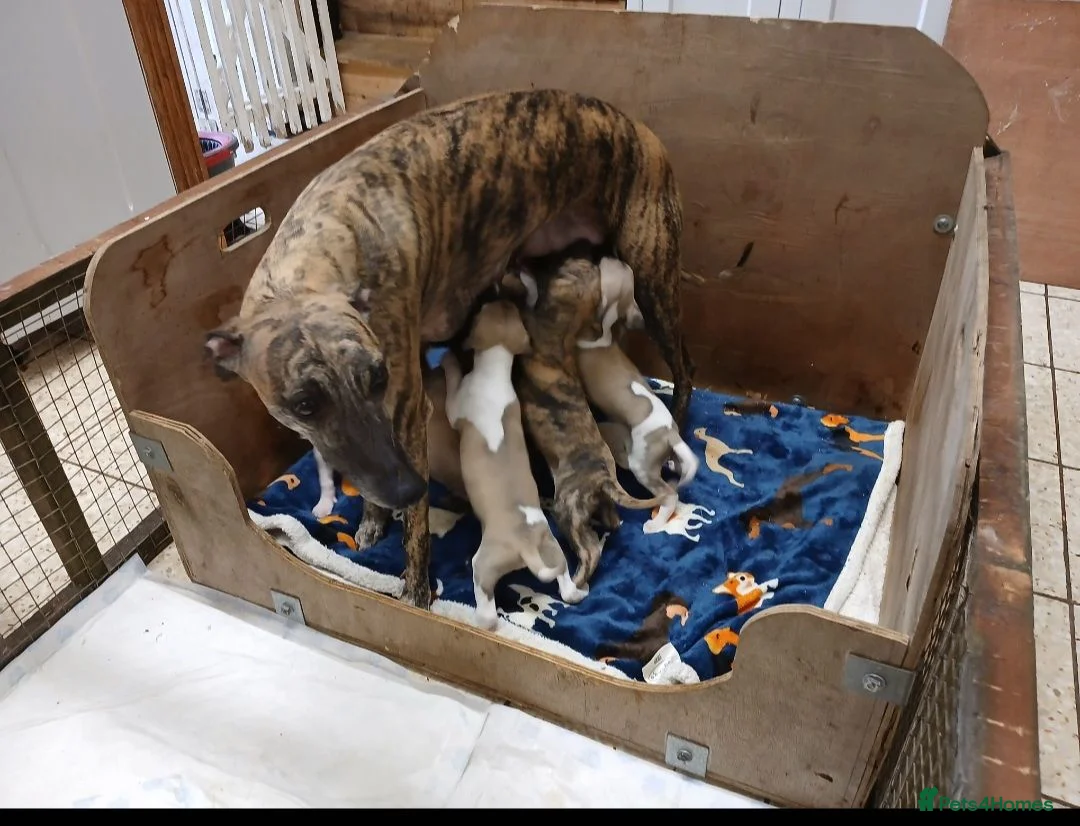 Whippet dogs for sale: Quality kc registered whippet puppies - Advert 1