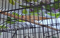 Finches birds for sale: Orange zebra hen  - Advert 1