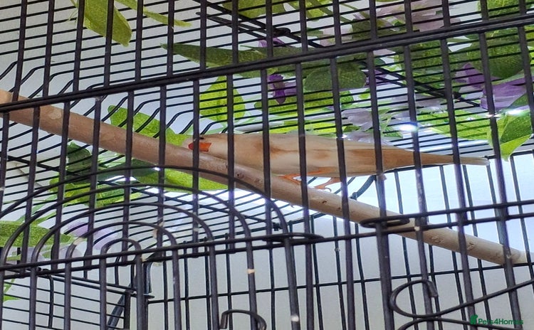 Finches birds Orange zebra hen  - Advert 2