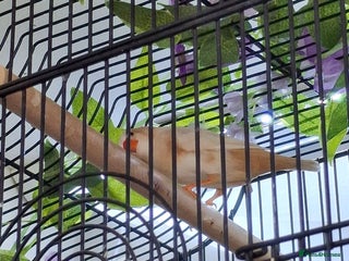 Finches birds Orange zebra hen - Advert 2