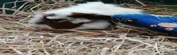 Guinea Pig rodents for sale: 5Baby Half-Peruvian Guinea Pigs Need Loving Homes  - Advert 4
