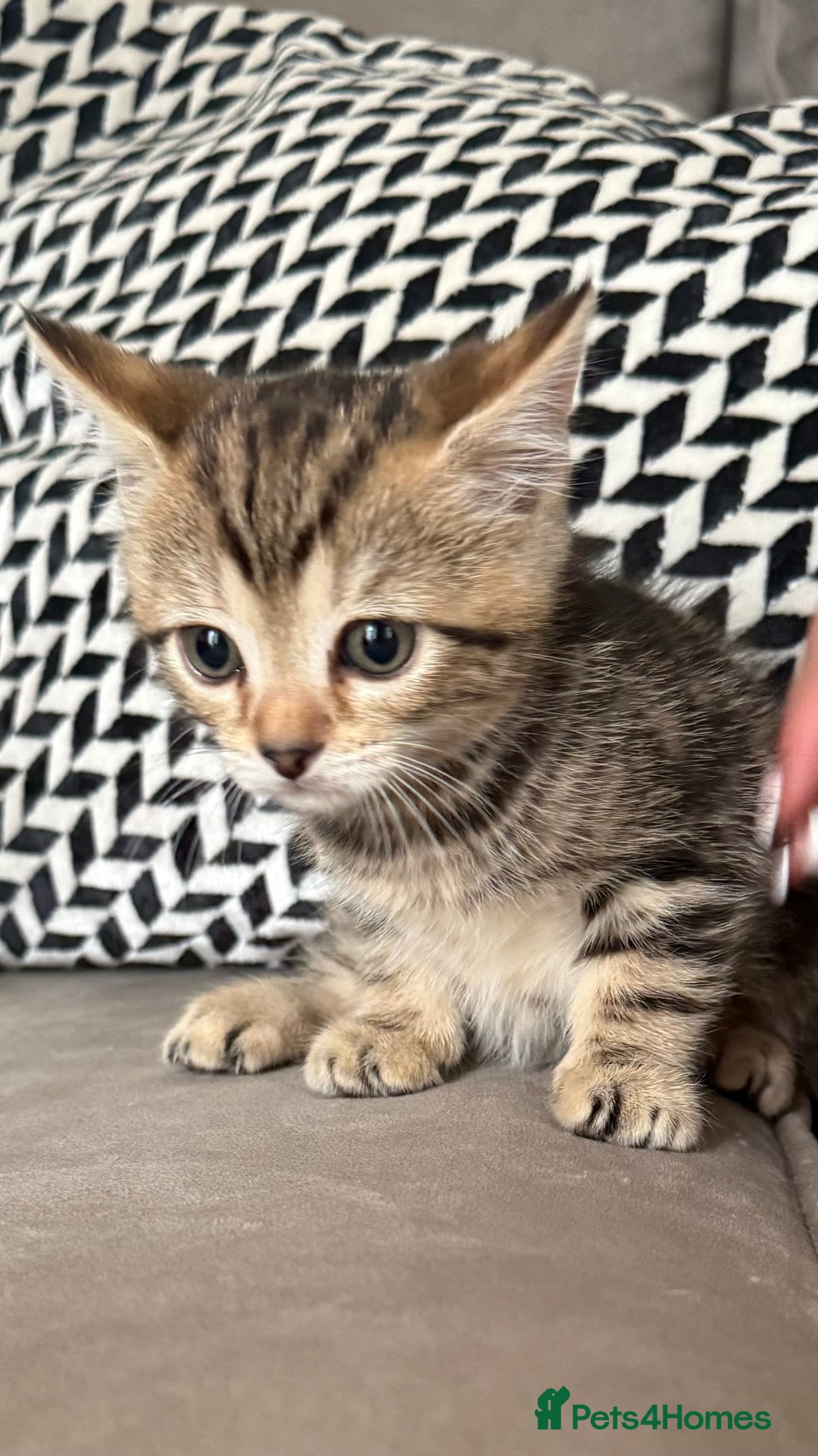 Mixed Breed cats for sale: British short hair/ragdoll mixed breed kittens  - Image 8