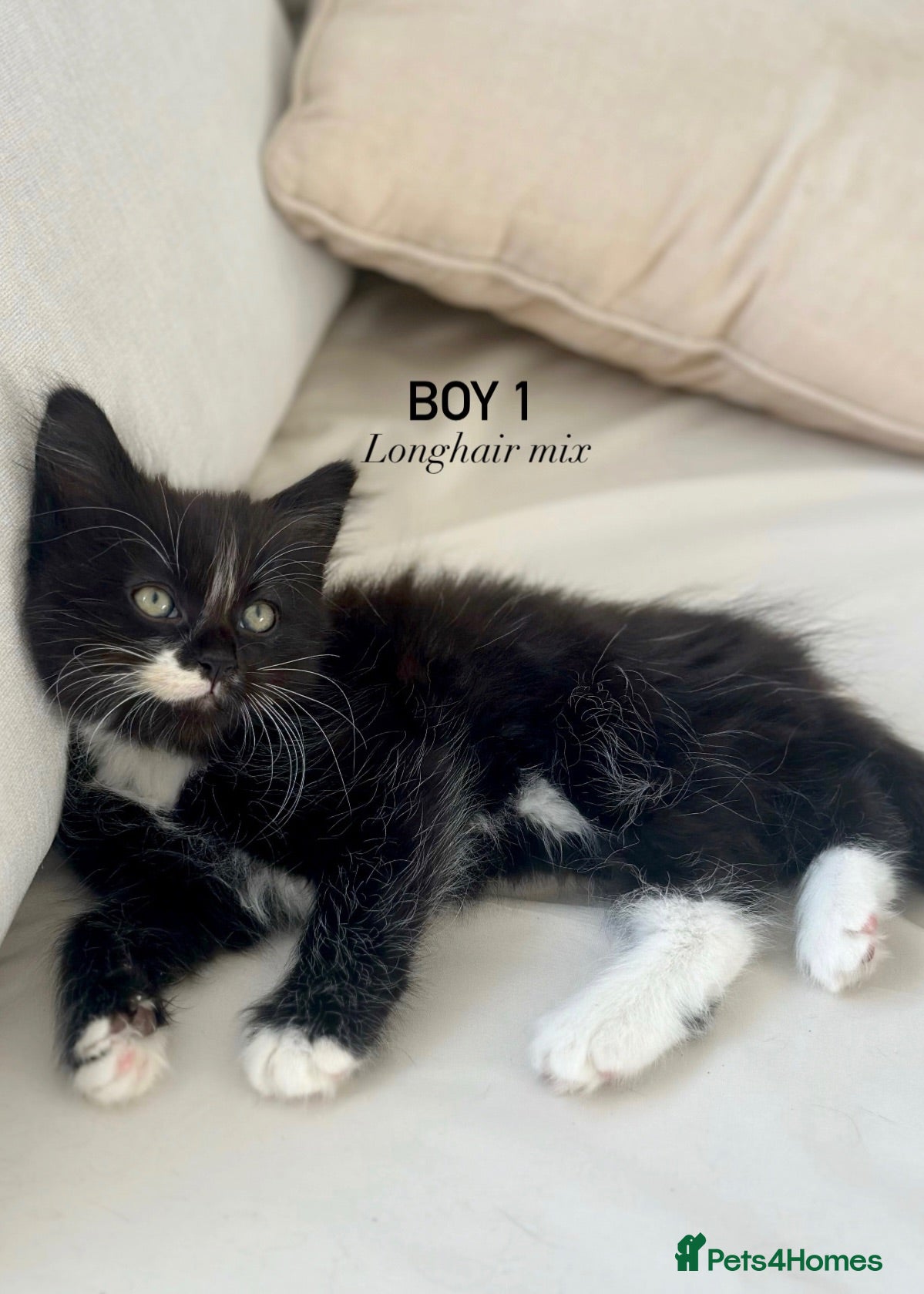 Mixed Breed cats BLACK & WHITE KITTENS - Ready for collection now! - Advert 1