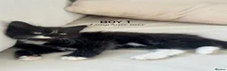 Mixed Breed cats for sale: BLACK & WHITE KITTENS - Ready for collection now! - Advert 1