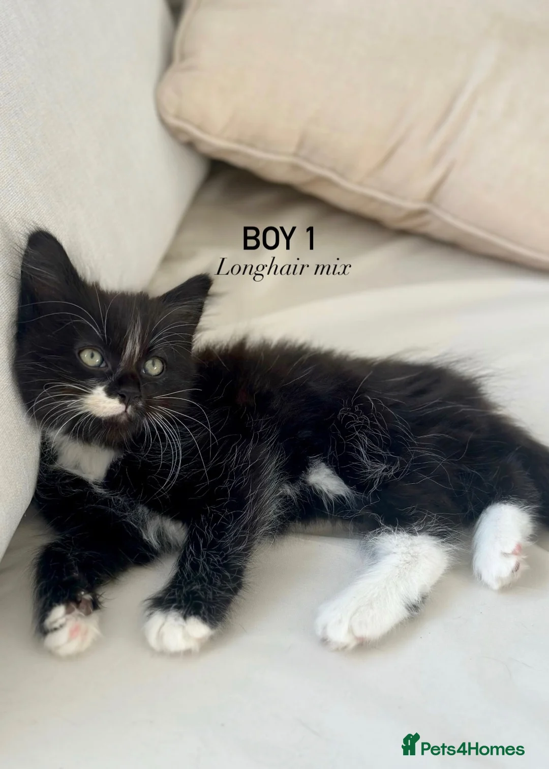 Mixed Breed cats for sale: BLACK & WHITE KITTENS - Ready for collection now! - Advert 1