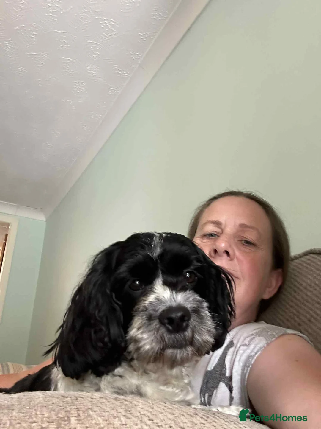 Mixed Breed dogs for sale: F1b Cocker Tzu Puppies - Advert 12