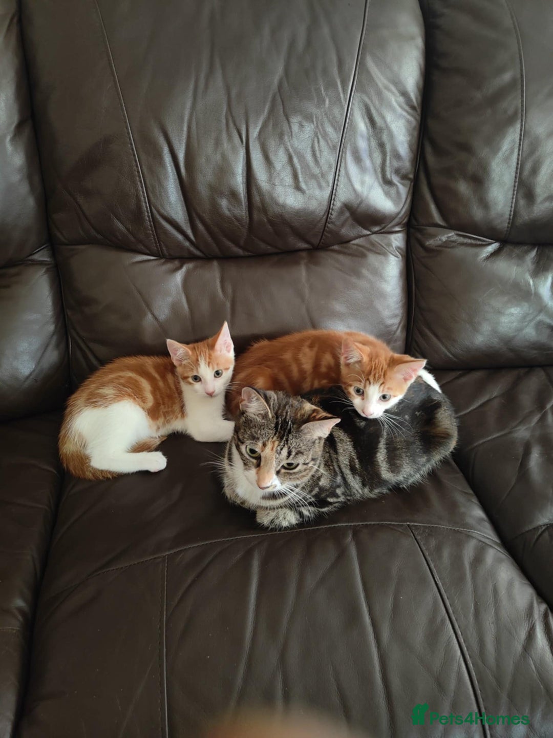 Mixed Breed cats for sale: Male and female  - Image 1