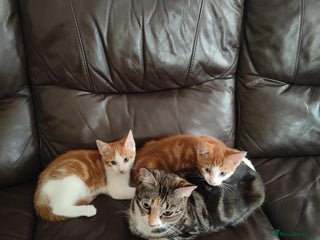 Mixed Breed cats Male and female - Advert 11