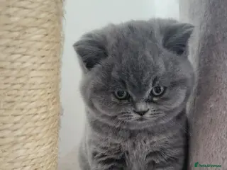 British Shorthair cats Pedigree British Shorthair kittens GCCF - Advert 6