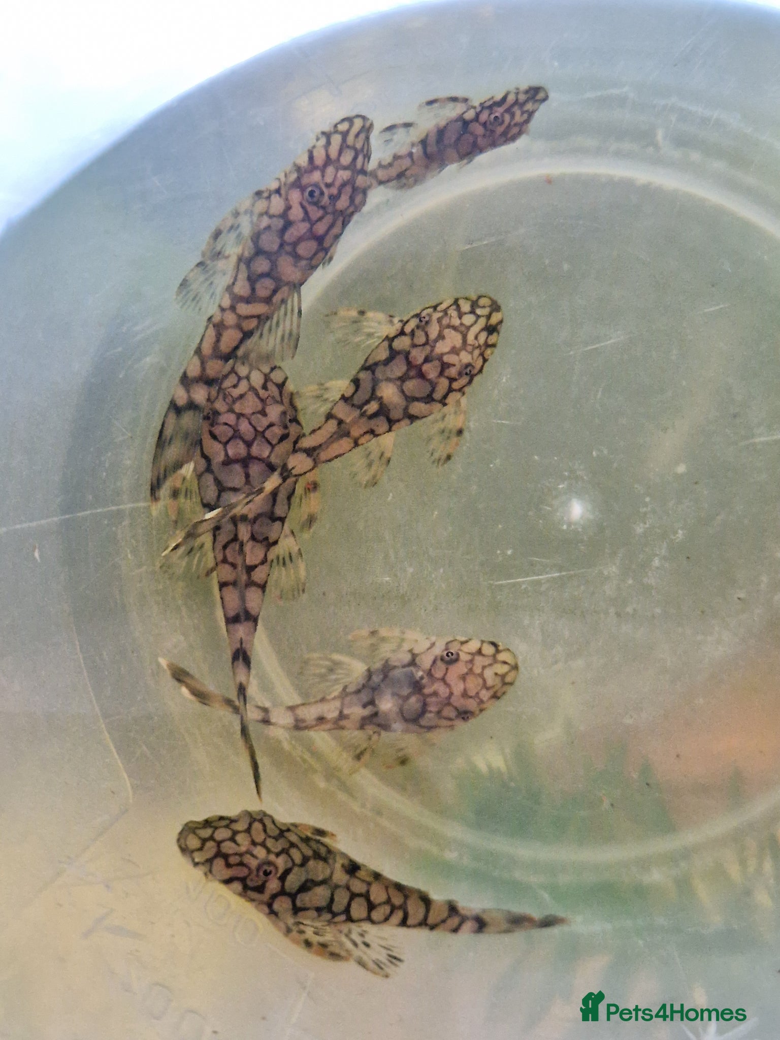 Plecos fish L519 honeycomb and longfin Super Red Plecos - Advert 9