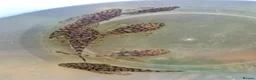 Plecos fish for sale: L519 honeycomb and longfin Super Red Plecos - Advert 1