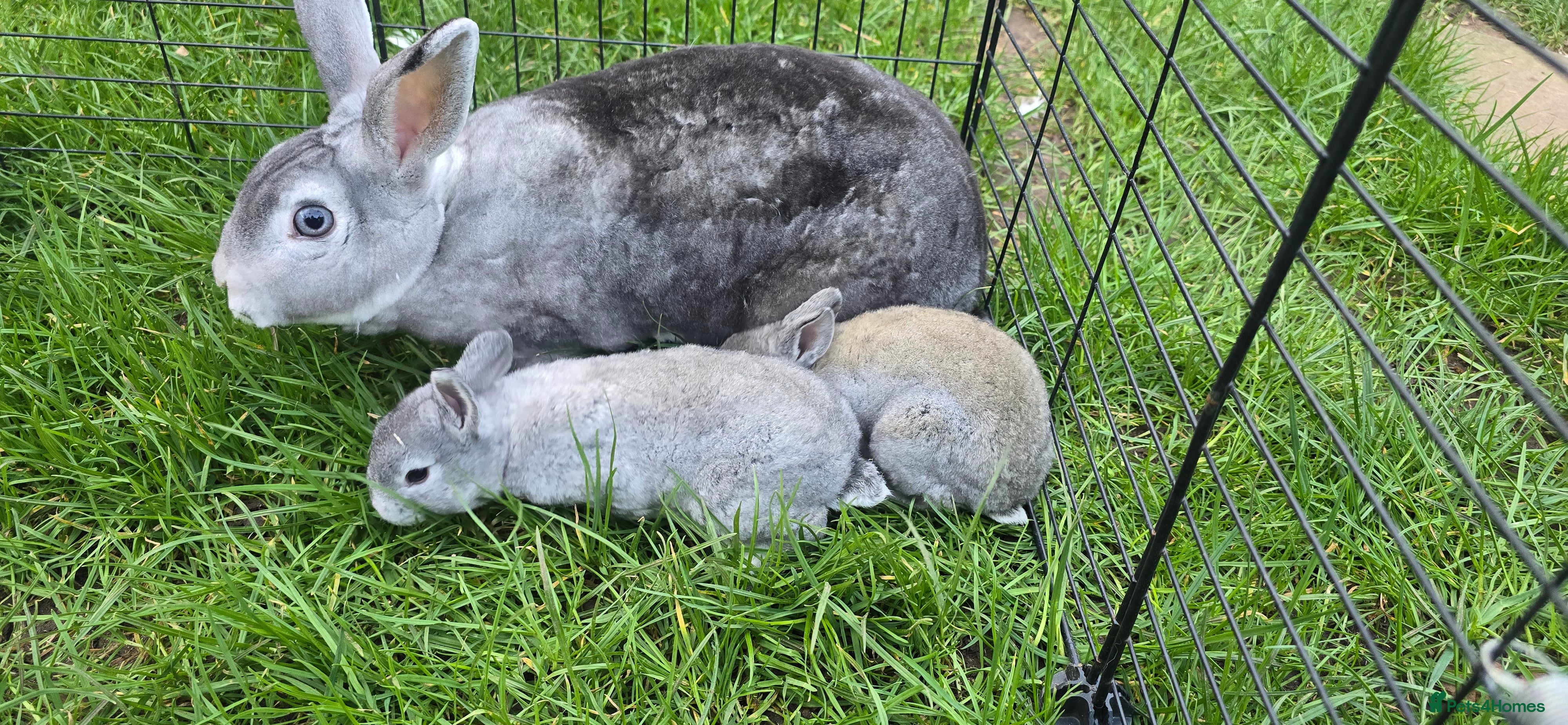 Rex rabbits 5 three and half week old chinchilla mini rex - Advert 2