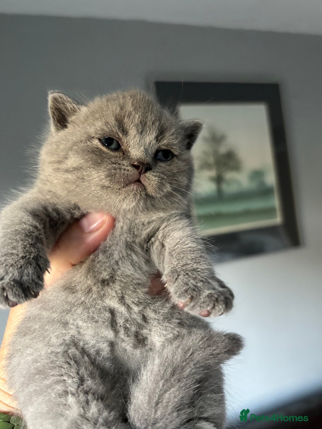 British Shorthair cats for sale: 🌟GCCF Registered Kittens, Ready 21st August🌟 in Abergavenny - Image 7