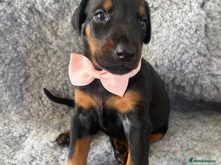 Dobermann dogs - Advert 1