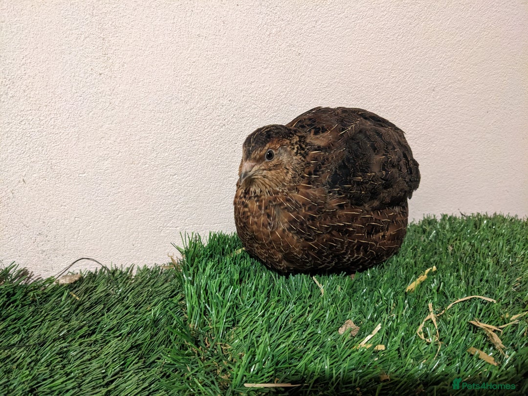 Quail poultry for sale: Male Tibetan Contournix Quail  - Advert 3