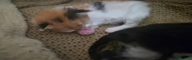 Mixed Breed Kitten 6