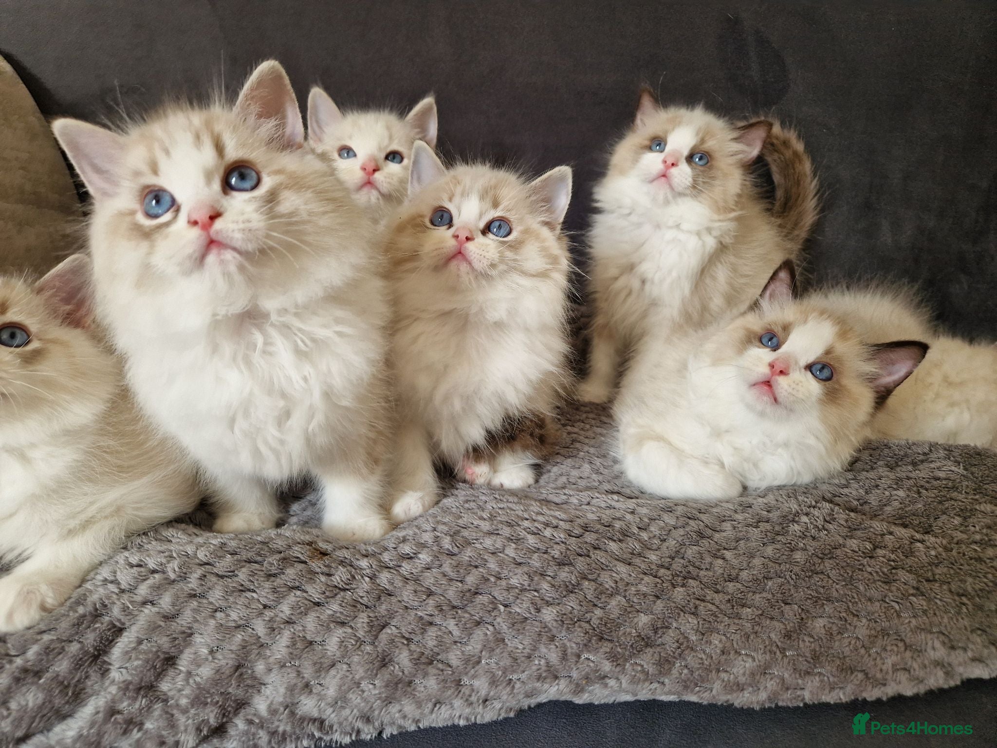 Ragdoll cats Show quality Ragdoll kittens - Advert 2
