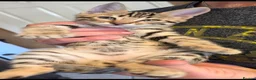 Bengal cats for sale: Beautiful Bengal cross kittens  - Advert 25