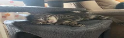 Mixed Breed cats for sale: 3 stunning boy kittens  - Advert 21