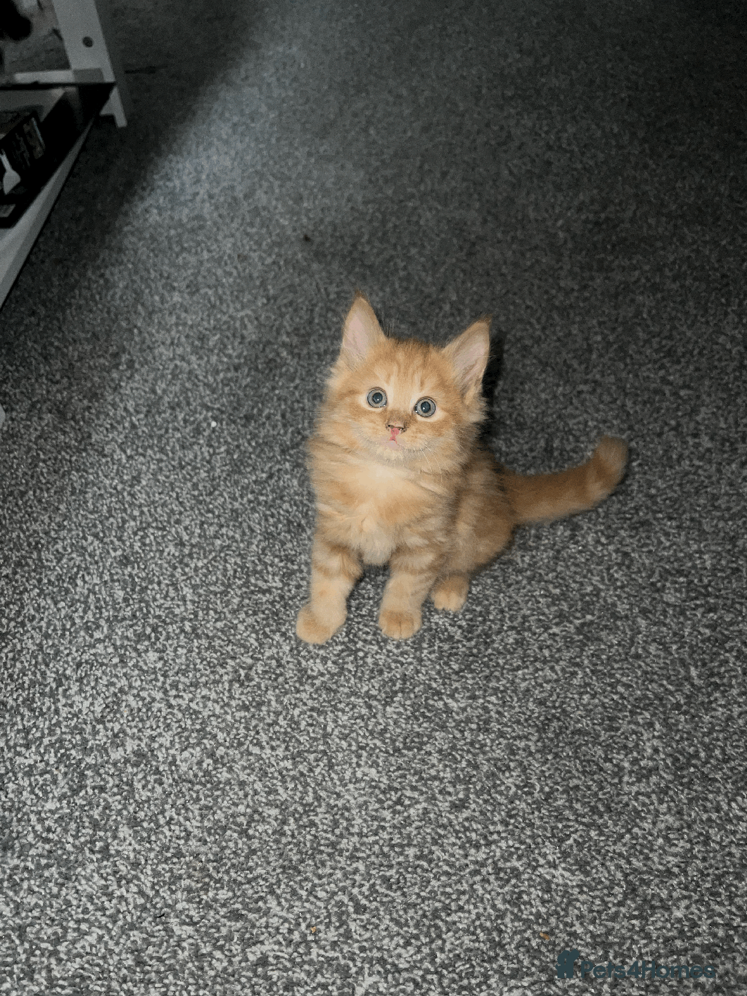Domestic Shorthair cats for sale: Loving Home-Raised Kittens for Sale - Read Discrip - Image 14