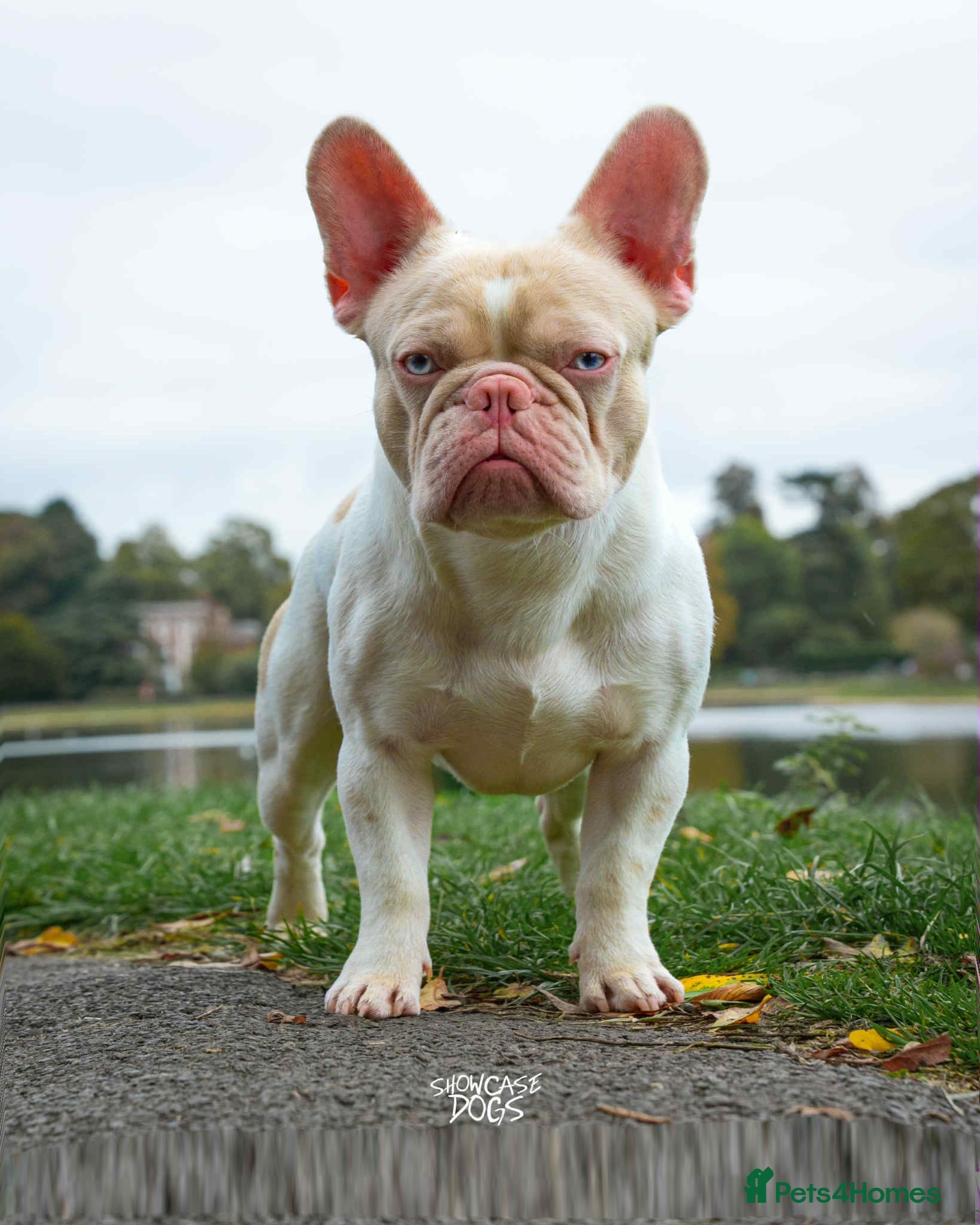 French Bulldog dogs Caramel Pink piebald French bulldog  - Advert 1