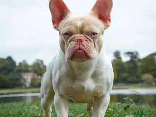French Bulldog dogs Caramel Pink piebald French bulldog - Advert 3