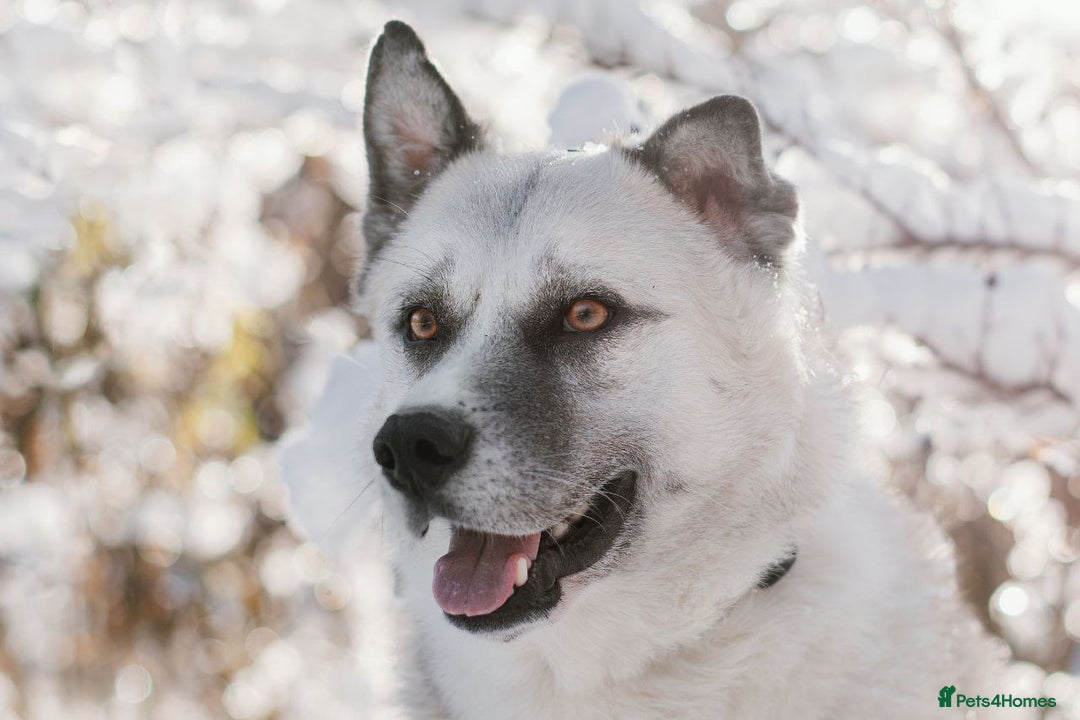 Shepsky dogs for sale: 🏡 ADOPT BINGO HUSKY X ✨ MAKE A MIRACLE HAPPEN - Advert 7