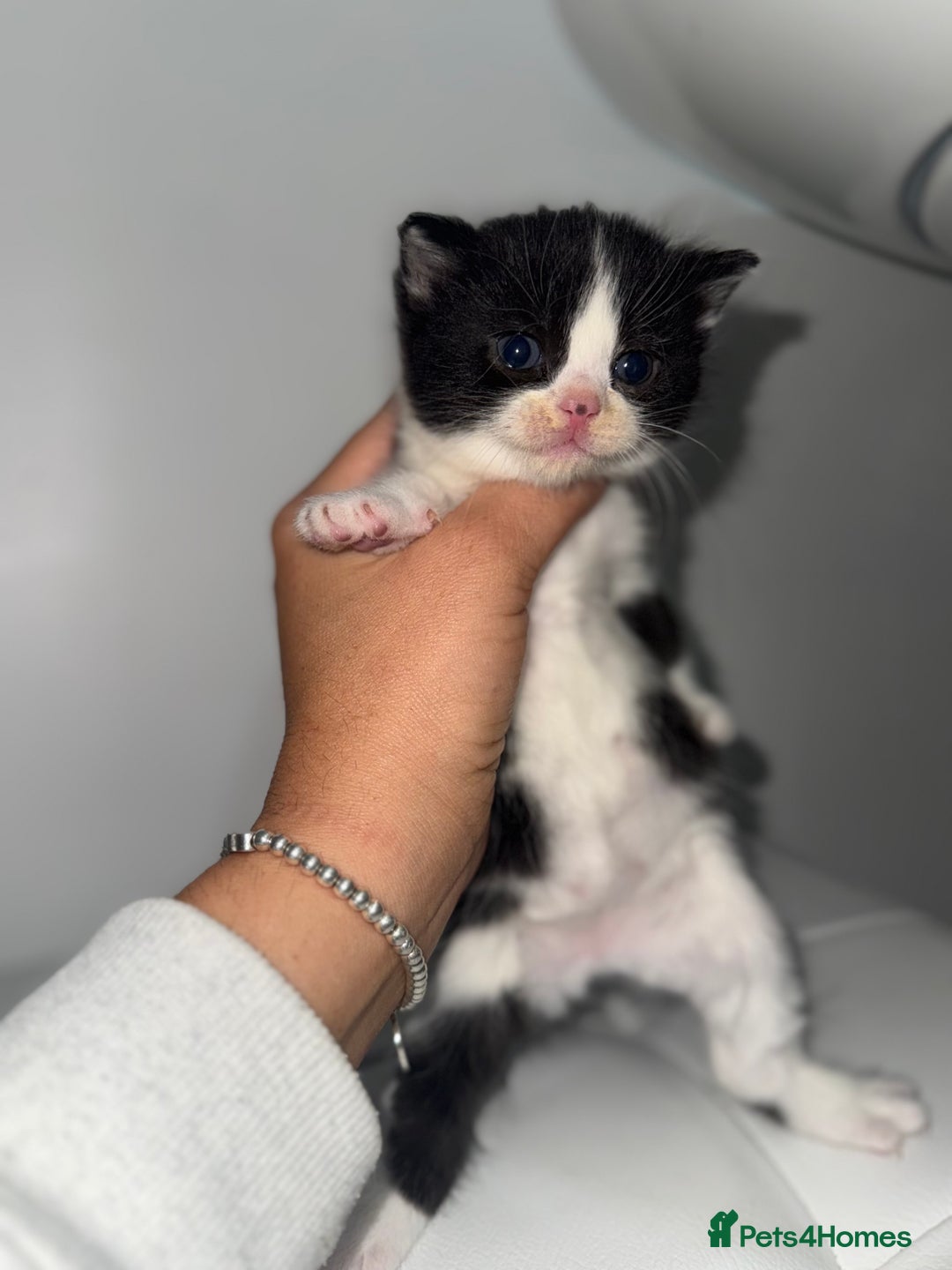 Siberian cats for sale: Siberian X kittens - Image 1