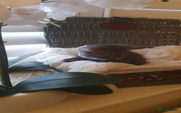 Scottish Fold cats for sale: 😻 Adorable Scottish Fold Kittens For Sale😻 - Image 25