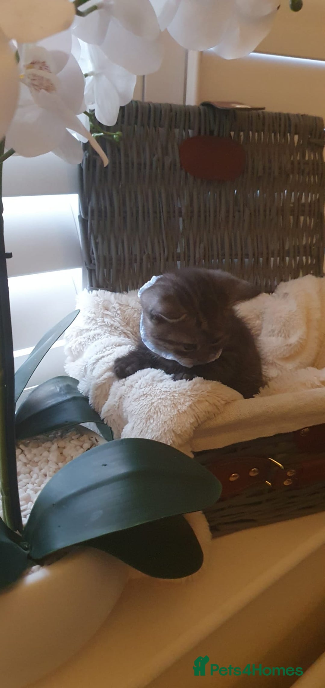 Scottish Fold cats for sale: 😻 Adorable Scottish Fold Kittens For Sale😻 - Image 25