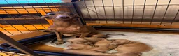 Italian Greyhound dogs for sale: Kc registered italian-greyhounds  - Advert 1
