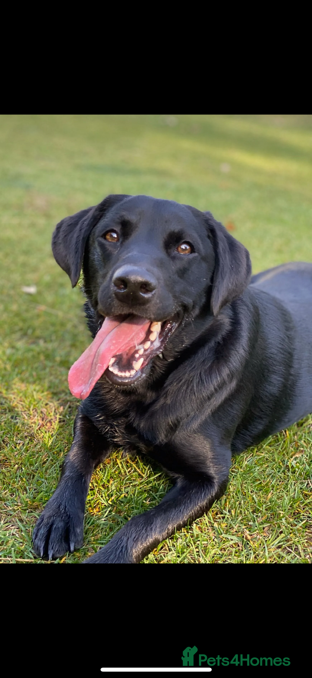 Labrador Retriever dogs for sale: Jock the black Lab - Advert 1