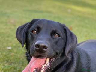 Labrador Retriever dogs Jock the black Lab - Advert 1
