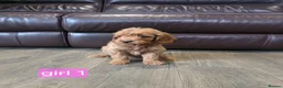 Cockapoo dogs for sale: Adorable F1 Cockapoo pups ♥️🐕🐾 in Bury Saint Edmunds - Advert 6