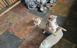 Chihuahua dogs for sale: Chihuahua (girl) - Image 3