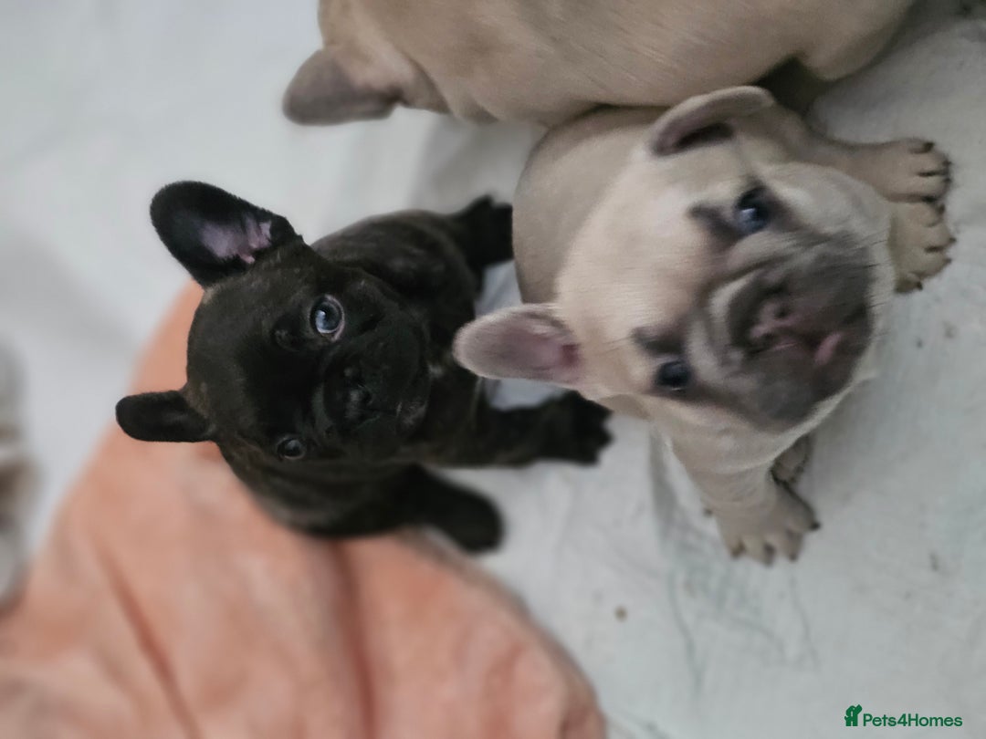 French Bulldog dogs for sale: French bulldog puppies  - Image 4