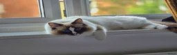Ragdoll cats for sale: Ragdoll - Maggie in Middlesbrough - Advert 4