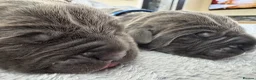 Neapolitan Mastiff dogs for sale: Rare breed Neapolitan mastiff puppies  - Advert 20