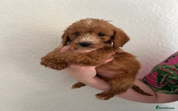 Cockapoo dogs for sale: Fluffy F1 puppies ready 27-09  - Image 3