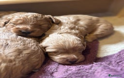 Australian Labradoodle dogs for sale: Australian Labradoodle Puppy - Image 5