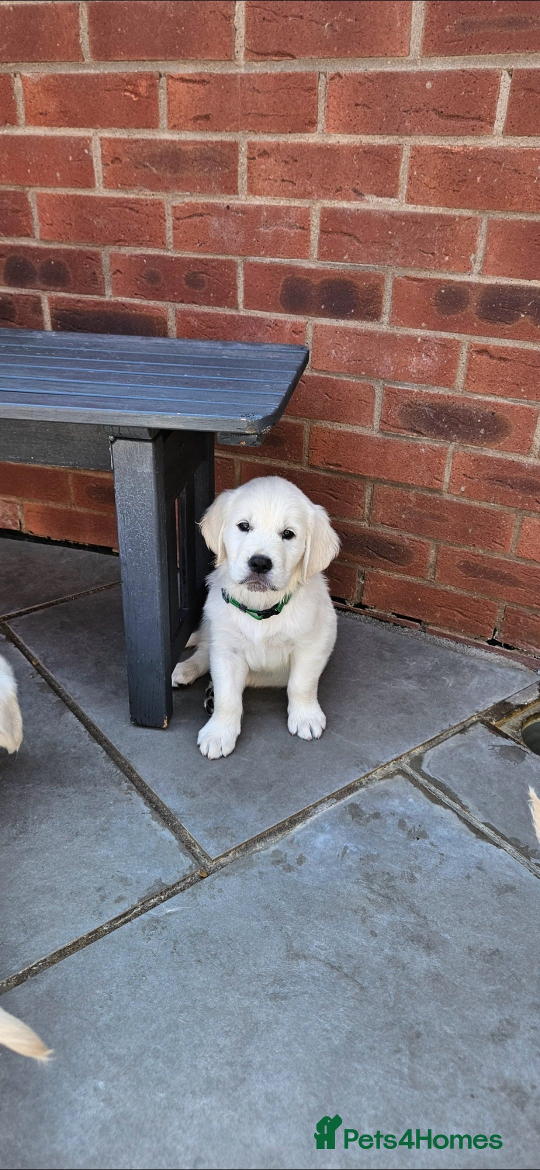 Golden Retriever dogs for sale: Adorable Golden Retriever Puppies - Image 14