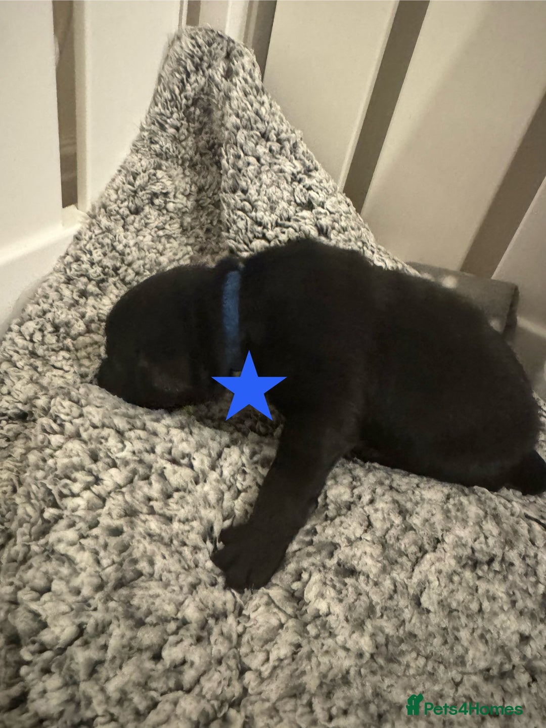 Labrador Retriever dogs for sale: Labrador Puppies – Licensed Breeder - Advert 11