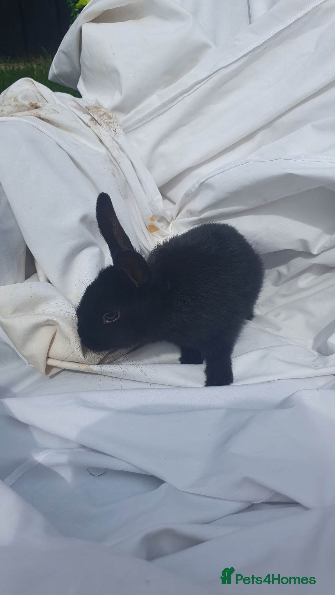 Mixed Breed rabbits Netherfield dwarf  - Advert 7