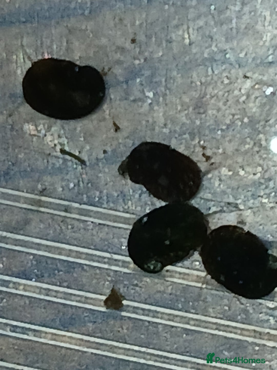 Snails fish for sale: Freshwater  nerite snails  - Image 6